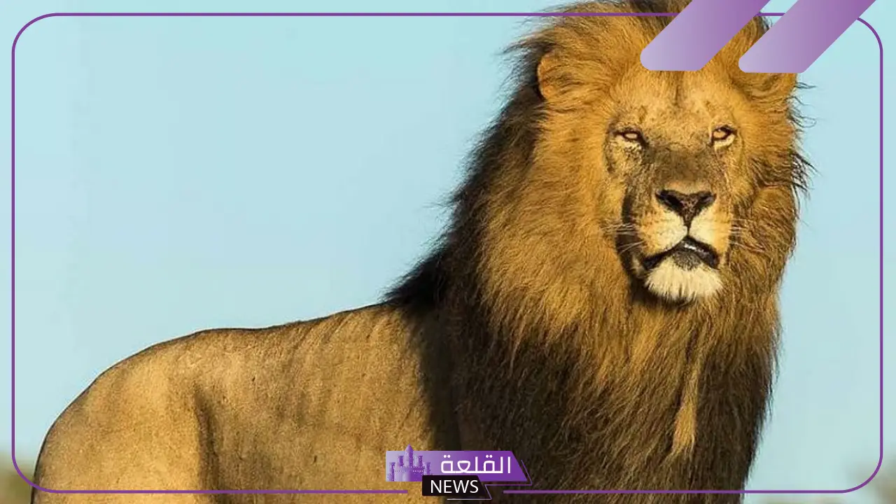 هل الليث حيوان؟ أبرز ما يميز الليث: صفاته وسلوكه
