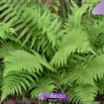 خصائص النباتات الوعائية والفرق بينها وبين اللاوعائية