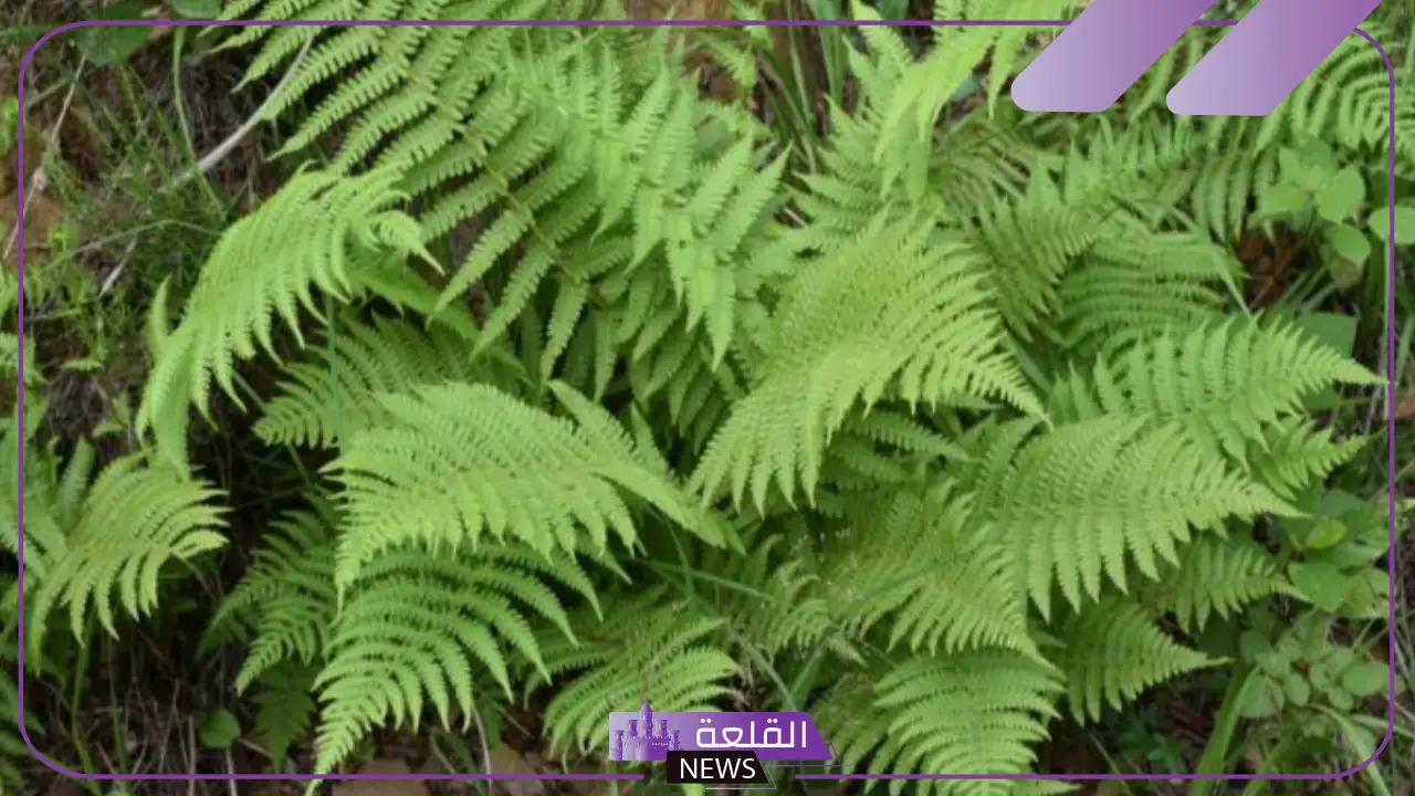 خصائص النباتات الوعائية والفرق بينها وبين اللاوعائية