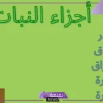 أنواع اجزاء النبات الاساسية .. ما هي وظائف الجذور في النبات؟