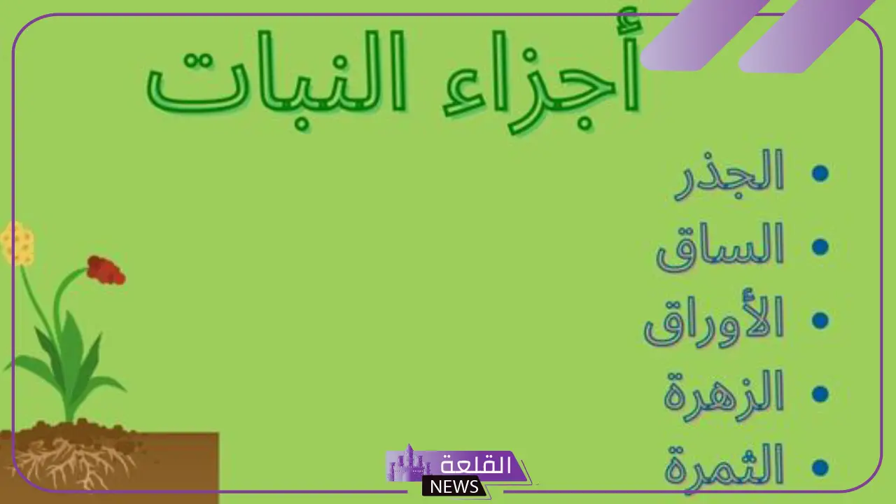 أنواع اجزاء النبات الاساسية .. ما هي وظائف الجذور في النبات؟