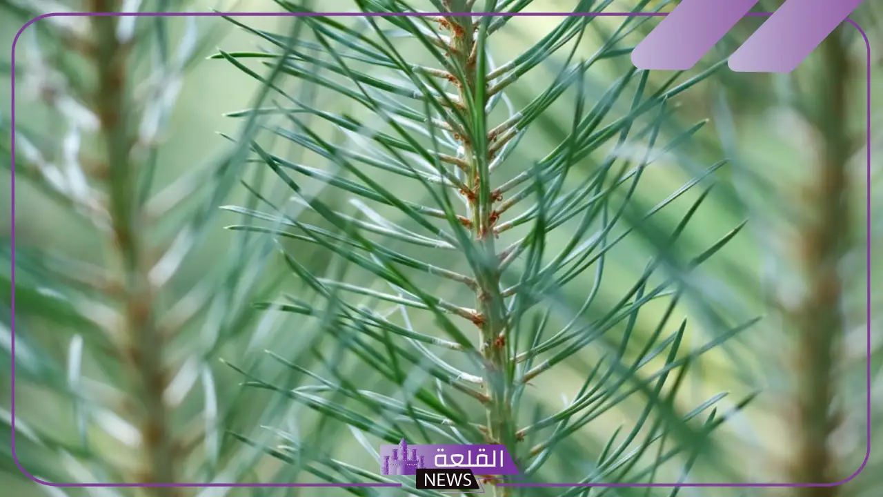 خصائص النباتات الوعائية والفرق بينها وبين اللاوعائية خصائص النباتات الوعائية والفرق بينها وبين اللاوعائية