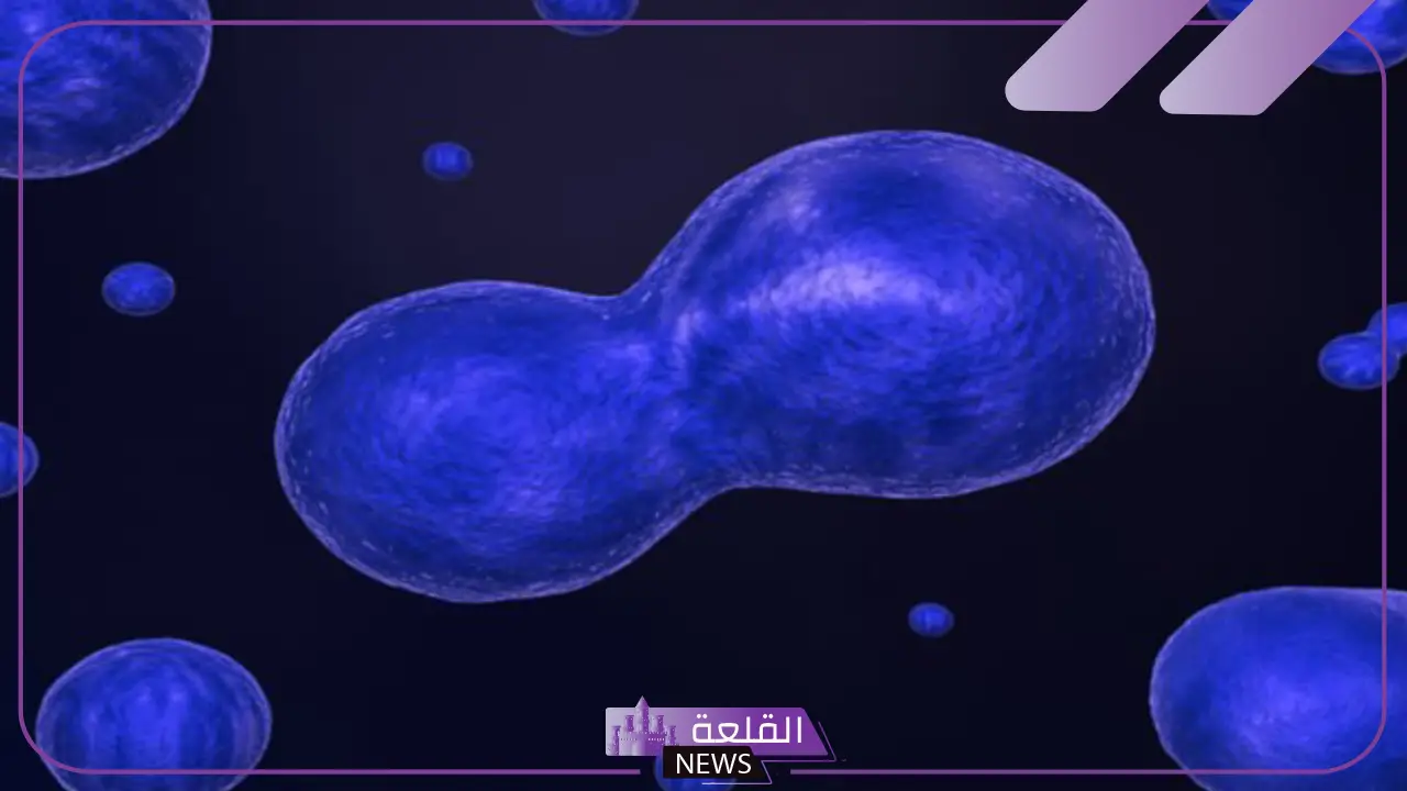 مراحل الانقسام المتساوي .. اين يحدث الانقسام المتساوي