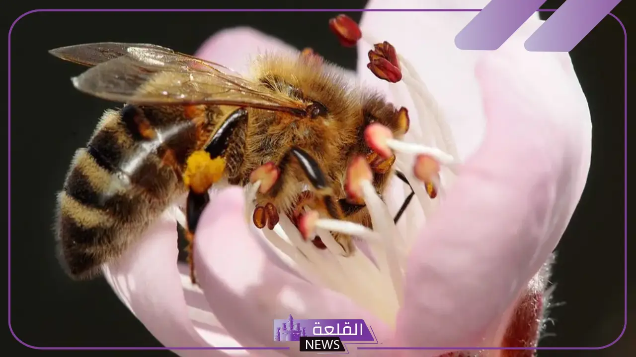 ما هي مراحل التحول الناقص؟ حشرات تتحول تحول ناقص ما هي مراحل التحول الناقص؟ حشرات تتحول تحول ناقص