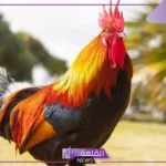 تفسير حلم الديك في المنام عند ابن سيرين للمتزوجة