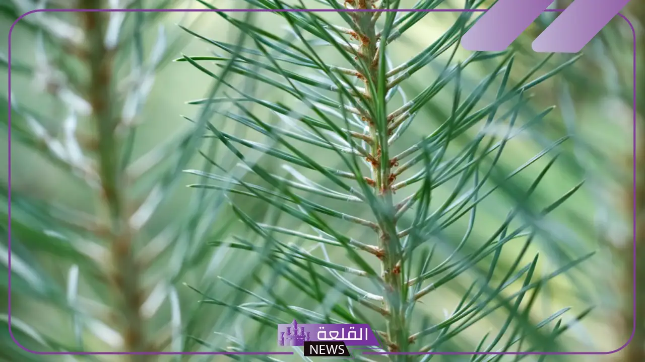 خصائص النباتات الوعائية البذرية.. النباتات البذرية تتكاثر بواسطة خصائص النباتات الوعائية البذرية.. النباتات البذرية تتكاثر بواسطة