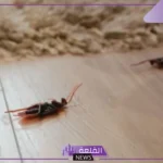 تفسير حلم الصرصور في المنام للعزباء والمطلقة لابن سيرين