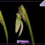 ما هي مراحل التحول الناقص؟ حشرات تتحول تحول ناقص