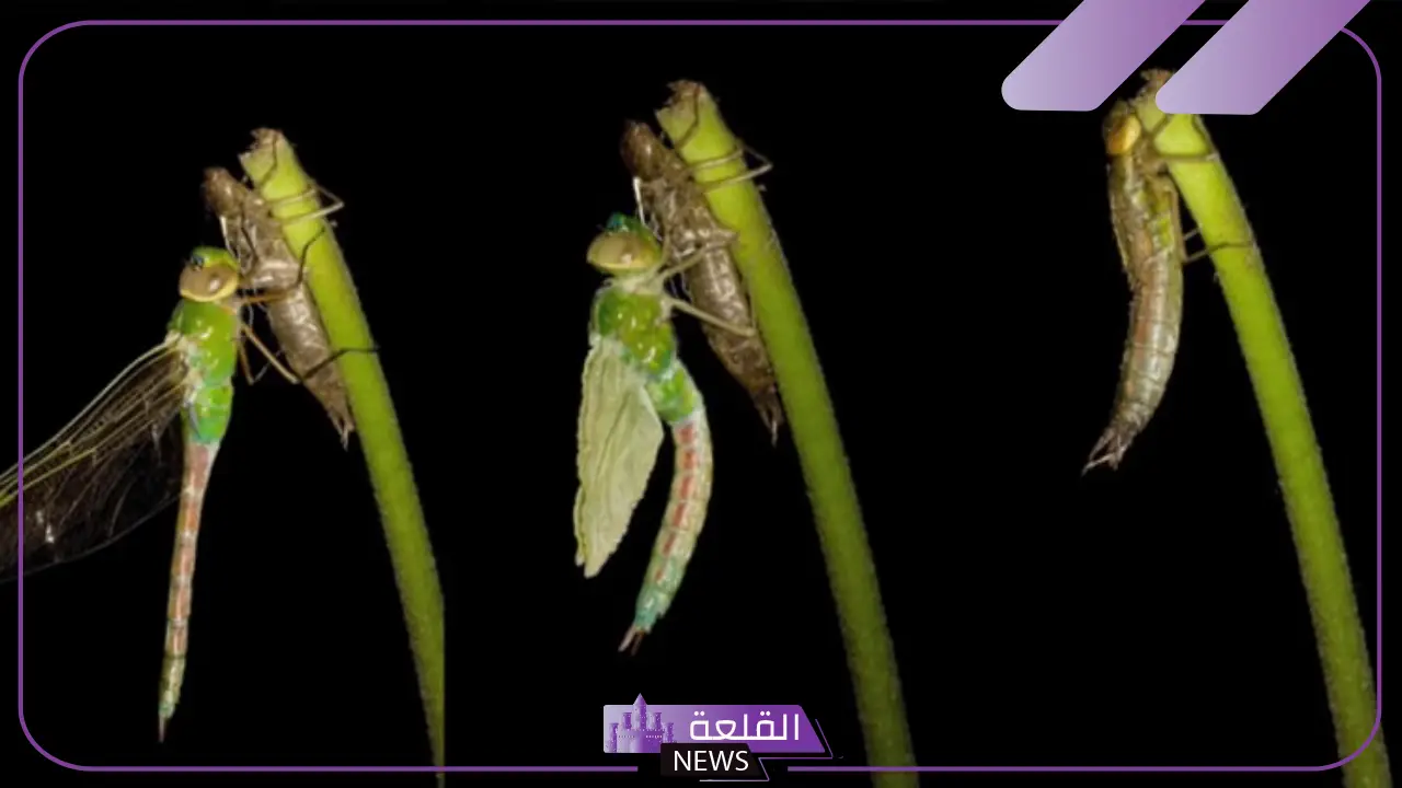 ما هي مراحل التحول الناقص؟ حشرات تتحول تحول ناقص