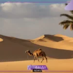 تكيف الجمل في الصحراء.. كيف يحمي الجمل نفسه من الاعداء؟