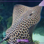 معلومات عن سمك اللخمة وعن حياته ونظامه الغذائي