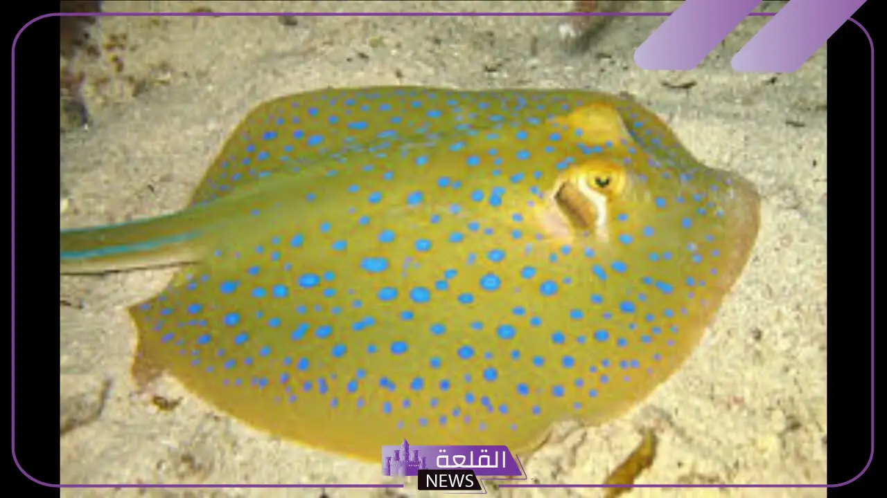 معلومات عن سمك اللخمة وعن حياته ونظامه الغذائي معلومات عن سمك اللخمة وعن حياته ونظامه الغذائي