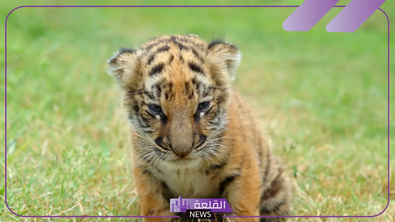 ما هو اسم صغير النمر ؟ صفات صغير النمر الشكلية