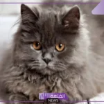 عيوب القطط الشيرازى ومعلومات عن حياته.. مواصفات القط الشيرازي الأصلي
