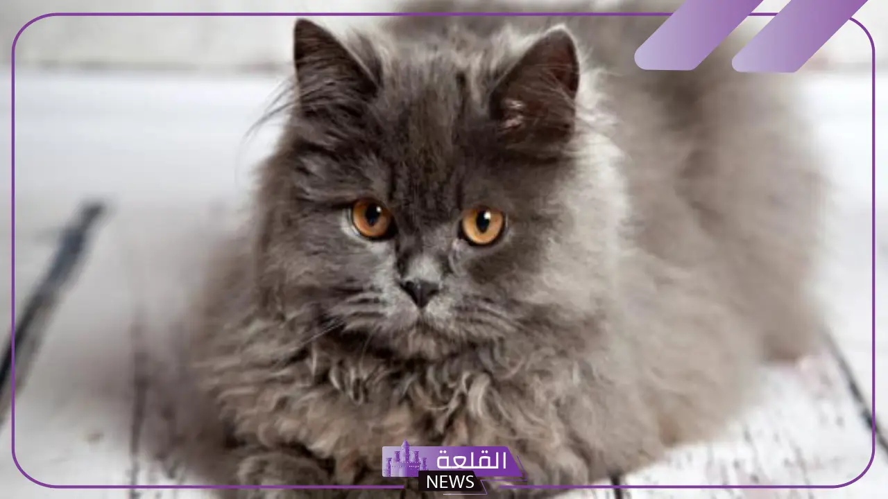 عيوب القطط الشيرازى ومعلومات عن حياته.. مواصفات القط الشيرازي الأصلي