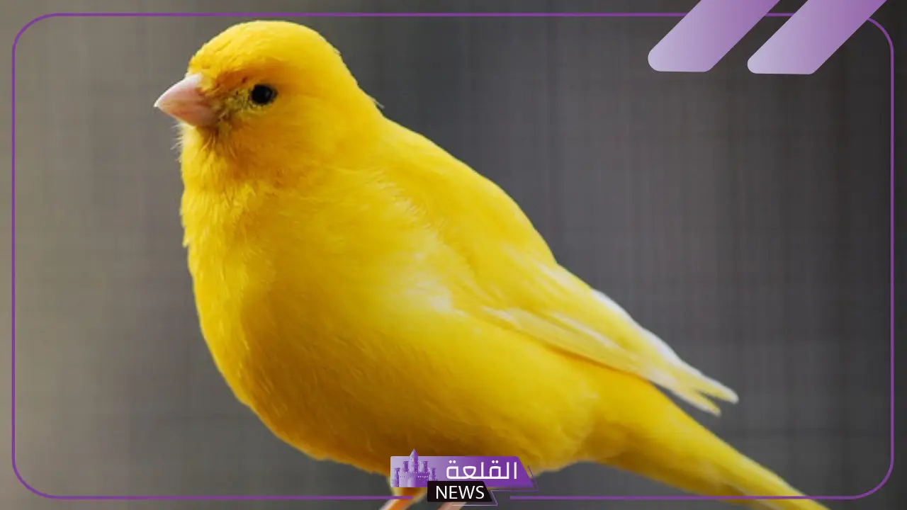 تفسير حلم العصافير في المنام على الشجر لابن سيرين للعزباء تفسير حلم العصافير في المنام على الشجر لابن سيرين للعزباء