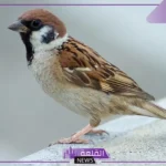 تفسير حلم العصافير في المنام على الشجر لابن سيرين للعزباء