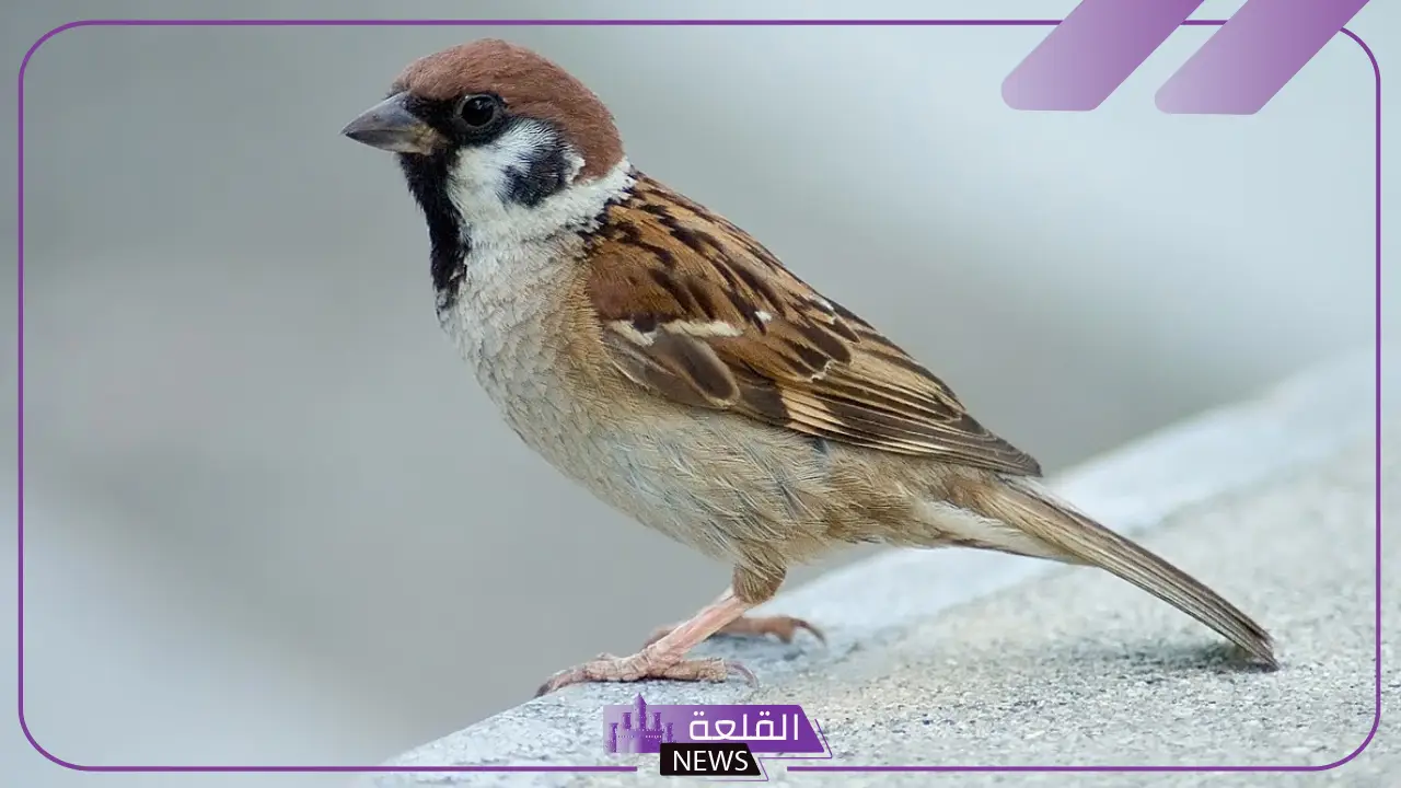 تفسير حلم العصافير في المنام على الشجر لابن سيرين للعزباء