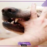 حلمت بالكلب يعضني في المنام لابن سيرين للعزباء للمتزوجة