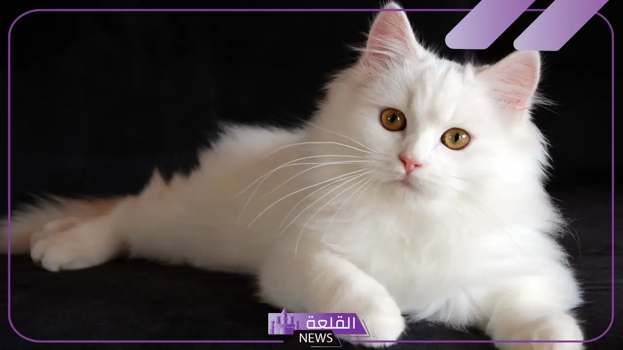 عيوب القطط الشيرازى ومعلومات عن حياته.. مواصفات القط الشيرازي الأصلي عيوب القطط الشيرازى ومعلومات عن حياته.. مواصفات القط الشيرازي الأصلي