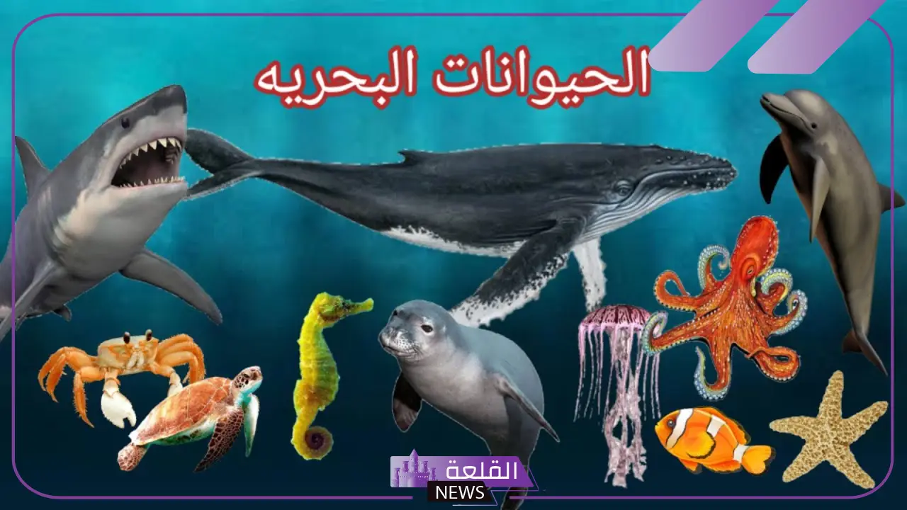 اسماء حيوانات بحرية وأنواعها.. أنواع أخطر حيوانات البحر اسماء حيوانات بحرية وأنواعها.. أنواع أخطر حيوانات البحر