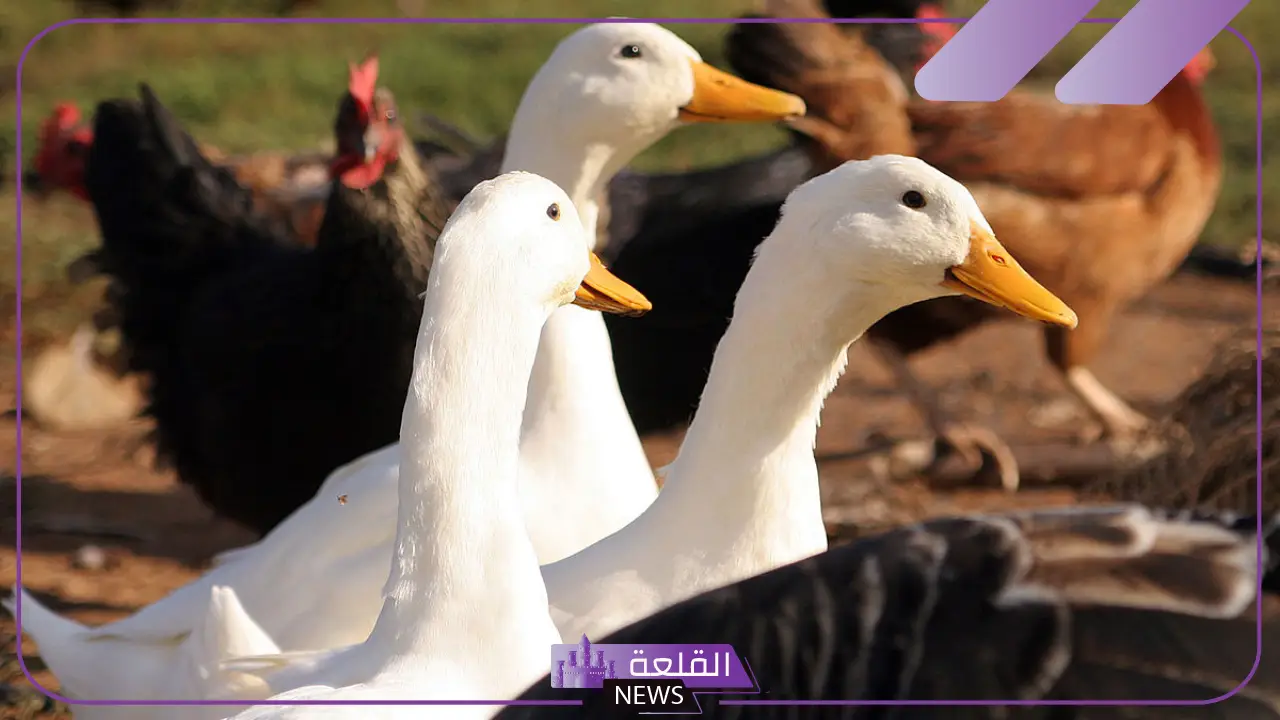 معلومات عن البط المستأنس وأنواعه معلومات عن البط المستأنس وأنواعه