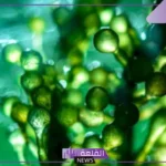 انواع الطلائعيات.. الطلائعيات الشبيهة بالنباتات