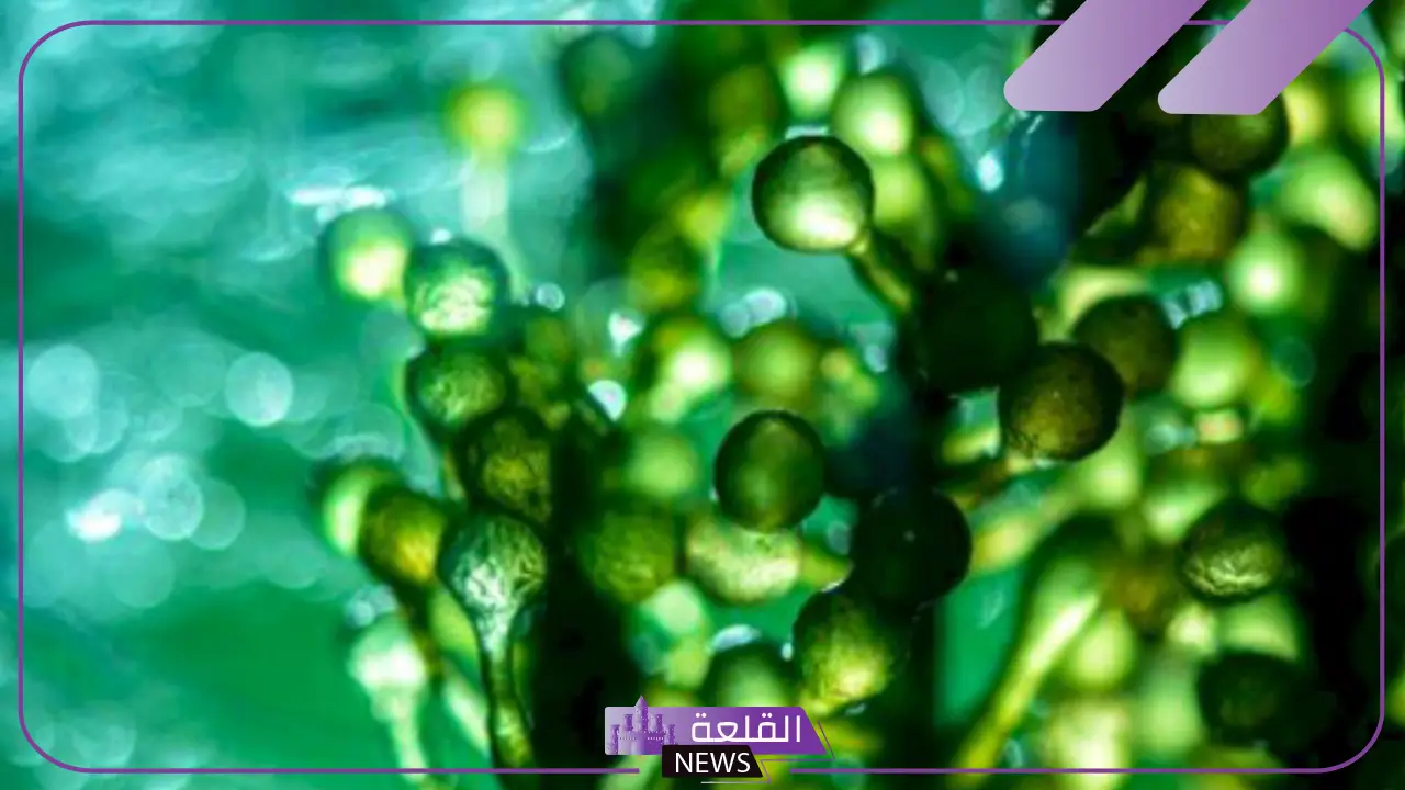 انواع الطلائعيات.. الطلائعيات الشبيهة بالنباتات