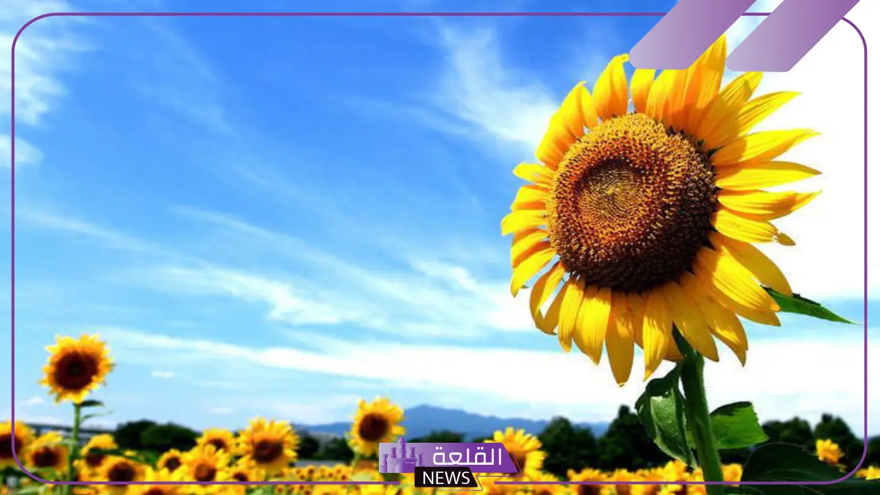 خصائص النباتات الوعائية البذرية.. النباتات البذرية تتكاثر بواسطة