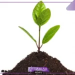 مراحل نمو النبات دورة حياة النبات ومدتها