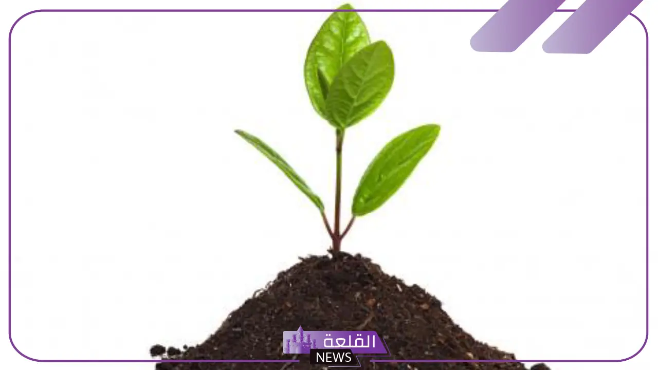 مراحل نمو النبات دورة حياة النبات ومدتها