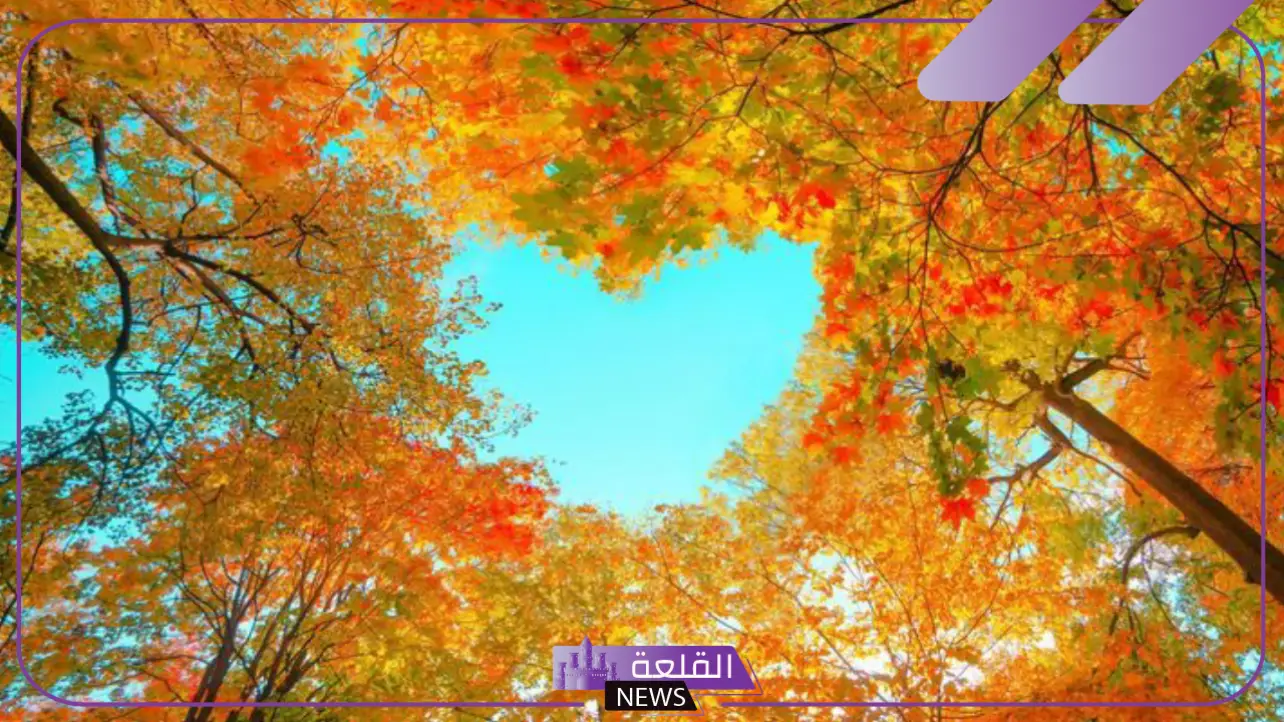 ما معنى النود وما استخداماتها؟ أصل ومشتقات كلمة نود ما معنى النود وما استخداماتها؟ أصل ومشتقات كلمة نود