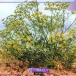 فوائد الحزا المذهلة للصحة العامة