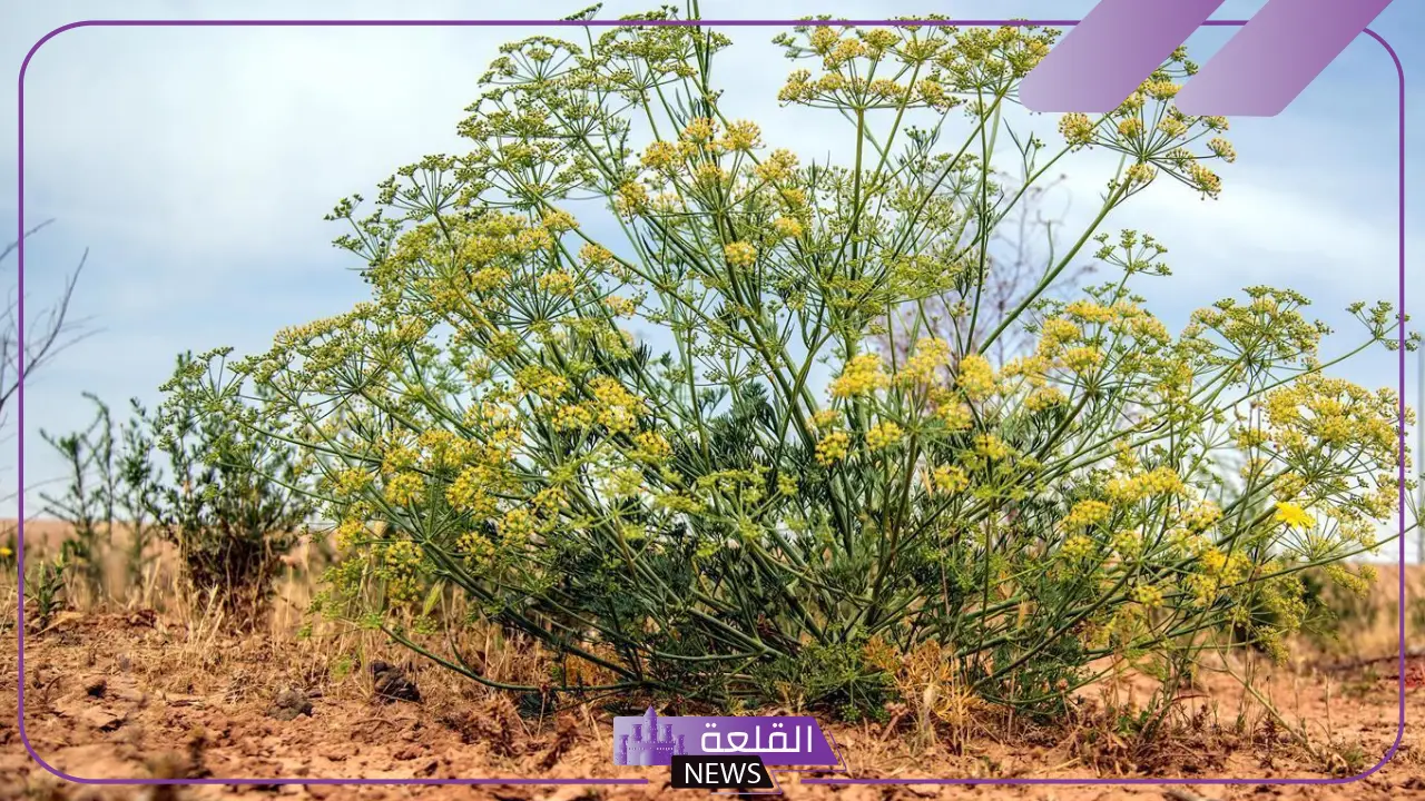 فوائد الحزا المذهلة للصحة العامة