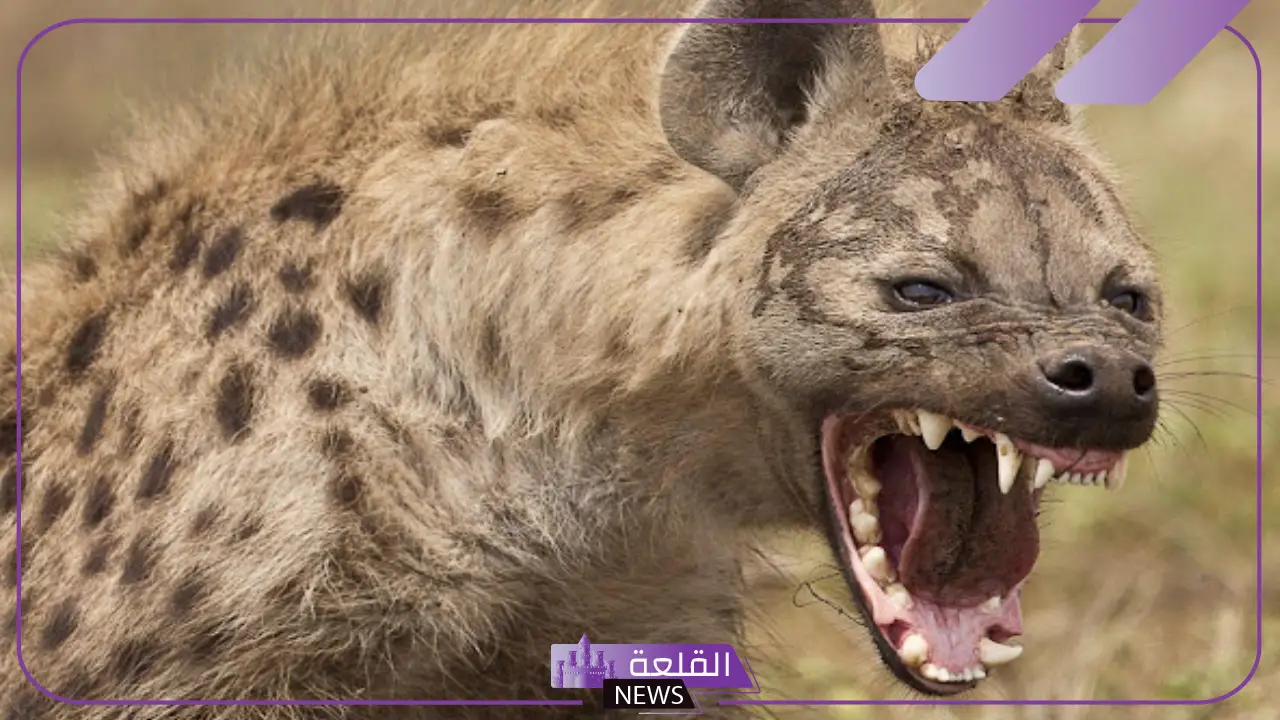 ما هو اسم انثى الضبع؟ صفات حيوان الضبع ما هو اسم انثى الضبع؟ صفات حيوان الضبع