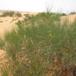 ينمو نبات الارطة في: الوصف العام لنبات الأرطة