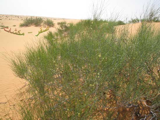 ينمو نبات الارطة في: الوصف العام لنبات الأرطة