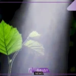 الغاز الذي تستخدمه النباتات مواد متفاعله في عملية التمثيل الضوئي