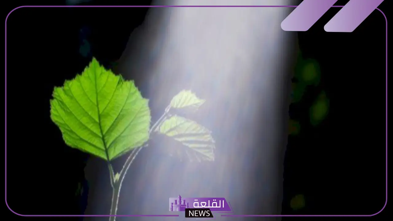 الغاز الذي تستخدمه النباتات مواد متفاعله في عملية التمثيل الضوئي