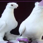 على ماذا يدل وجود الحمام على الشباك؟ هل الحمامة فال خير؟