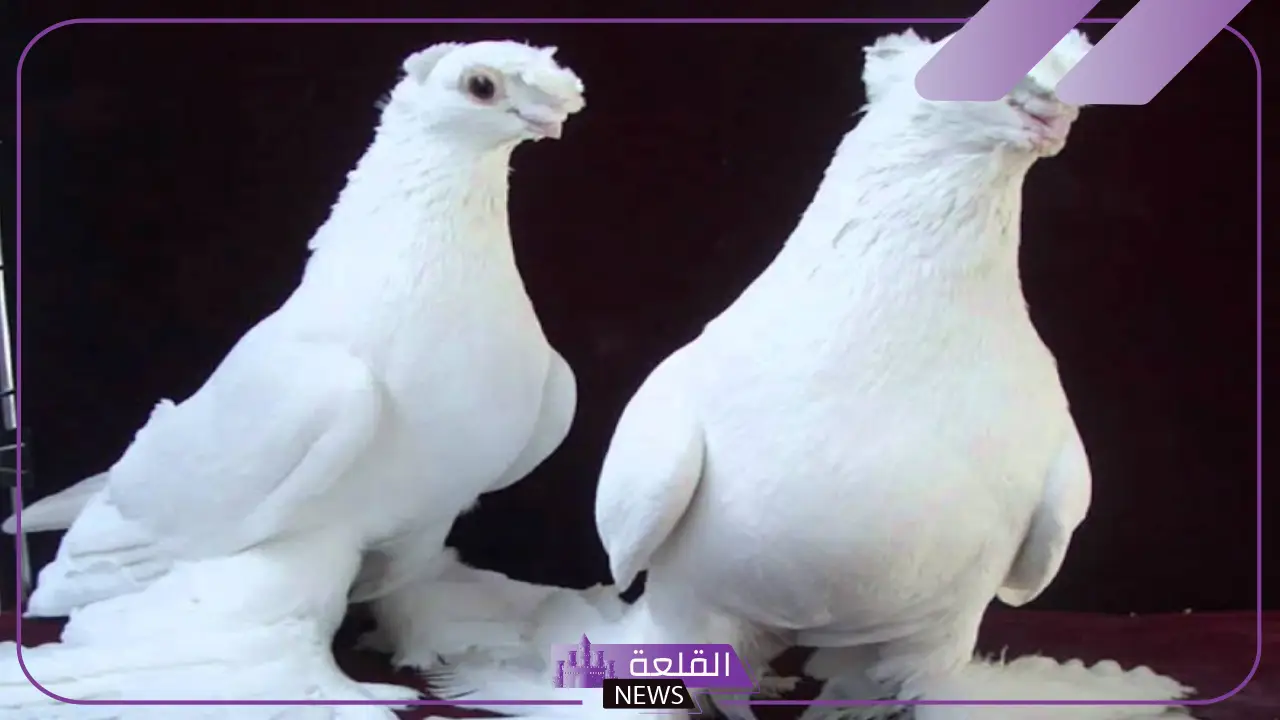 على ماذا يدل وجود الحمام على الشباك؟ هل الحمامة فال خير؟