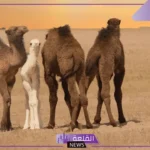 ما اسم صغير الجمل؟ الصفات الشكلية والجسدية لصغير الجمل