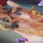 معلومات عن الصرمباق البحري.. طريقة تجفيف الصرمباق