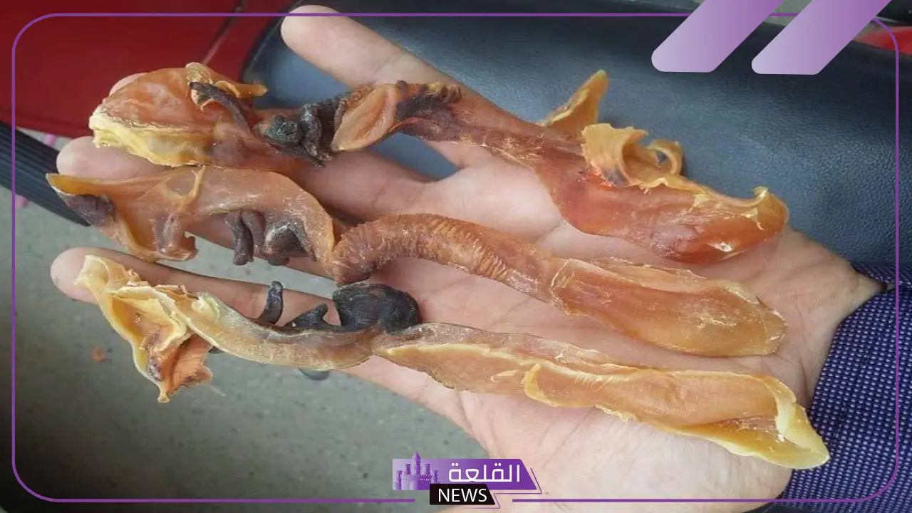 معلومات عن الصرمباق البحري.. طريقة تجفيف الصرمباق
