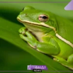 تتنفس الضفادع البالغة عن طريق: كيف يموت الضفدع