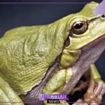 ما هو صوت الضفدع؟ لماذا تصدر الضفادع صوتًا؟