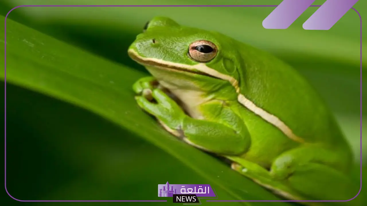 معلومات عن انثى الضفدع وحياتها.. أين يعيش الضفدع؟