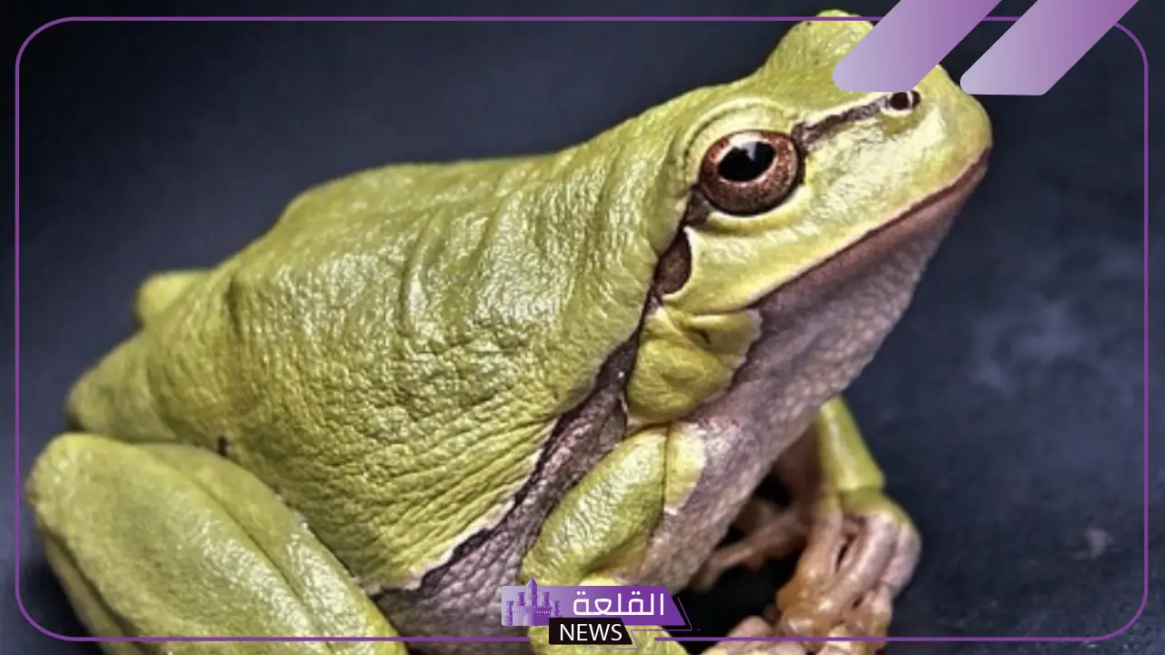 ما هو صوت الضفدع؟ لماذا تصدر الضفادع صوتًا؟