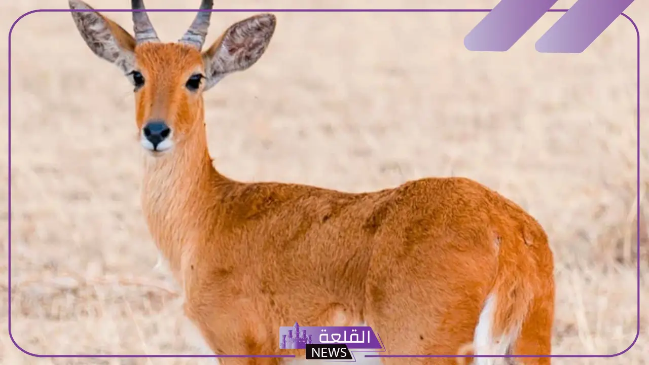 اسم صغير الغزال.. معلومات عن صغير الغزال