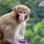 تفسير رؤية القرد في المنام وهجومه على المرأة لابن سيرين
